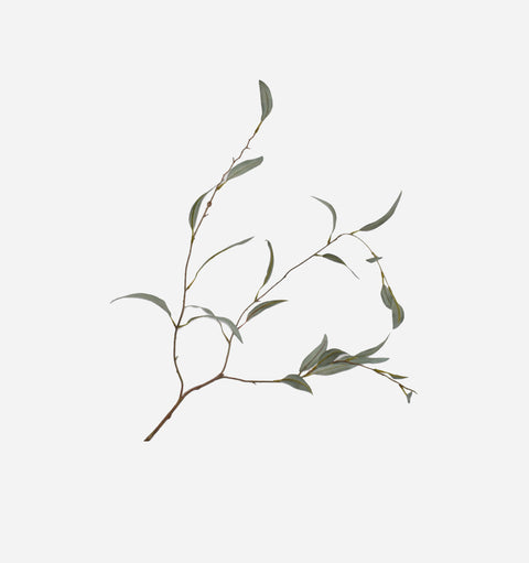Eucalyptus Spray