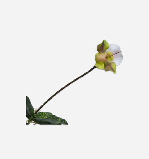 Lady Slipper Stem