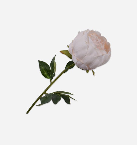 Peony Stem