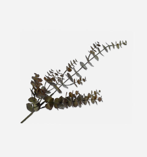 Eucalyptus Spray