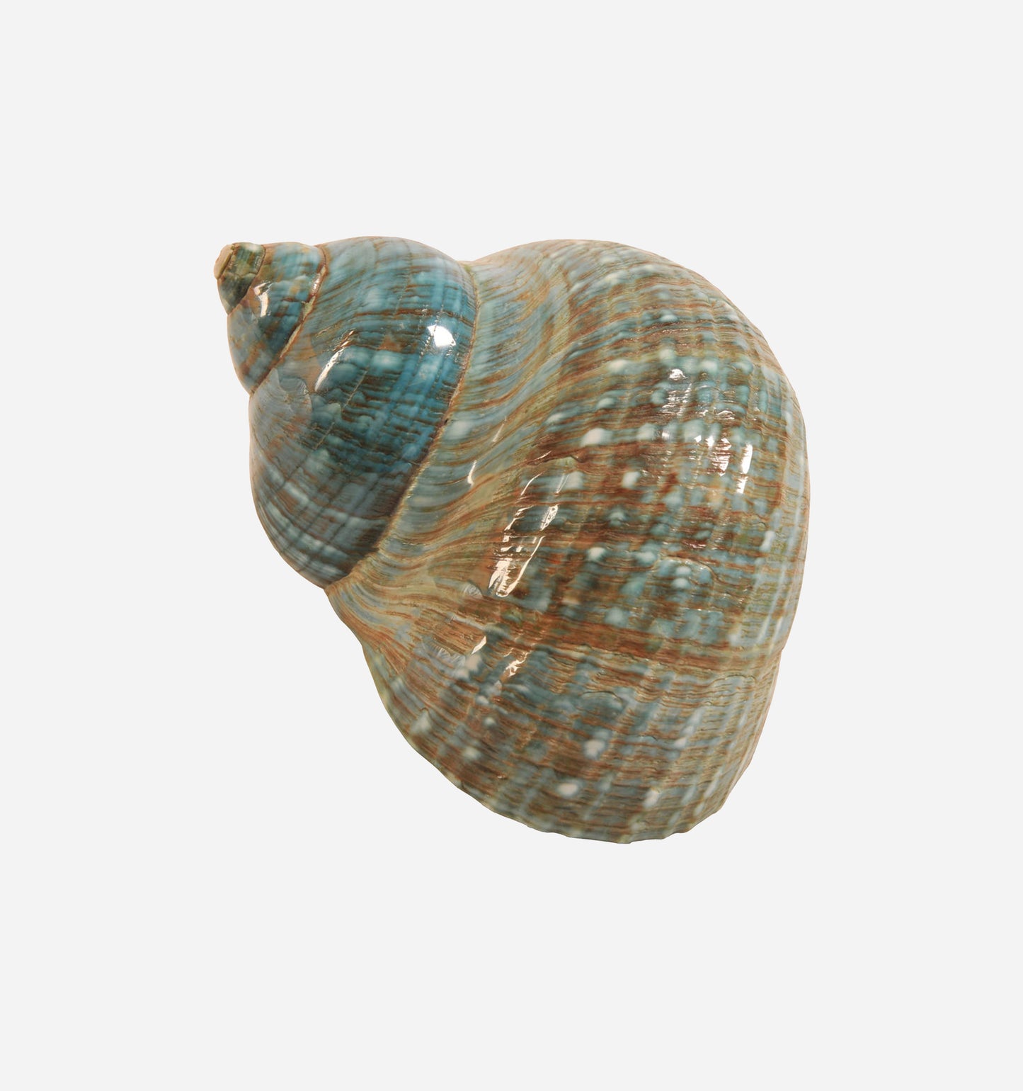 Turbo Imperialis Shell
