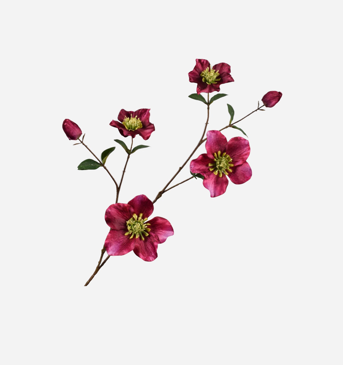 Helleborus Spray