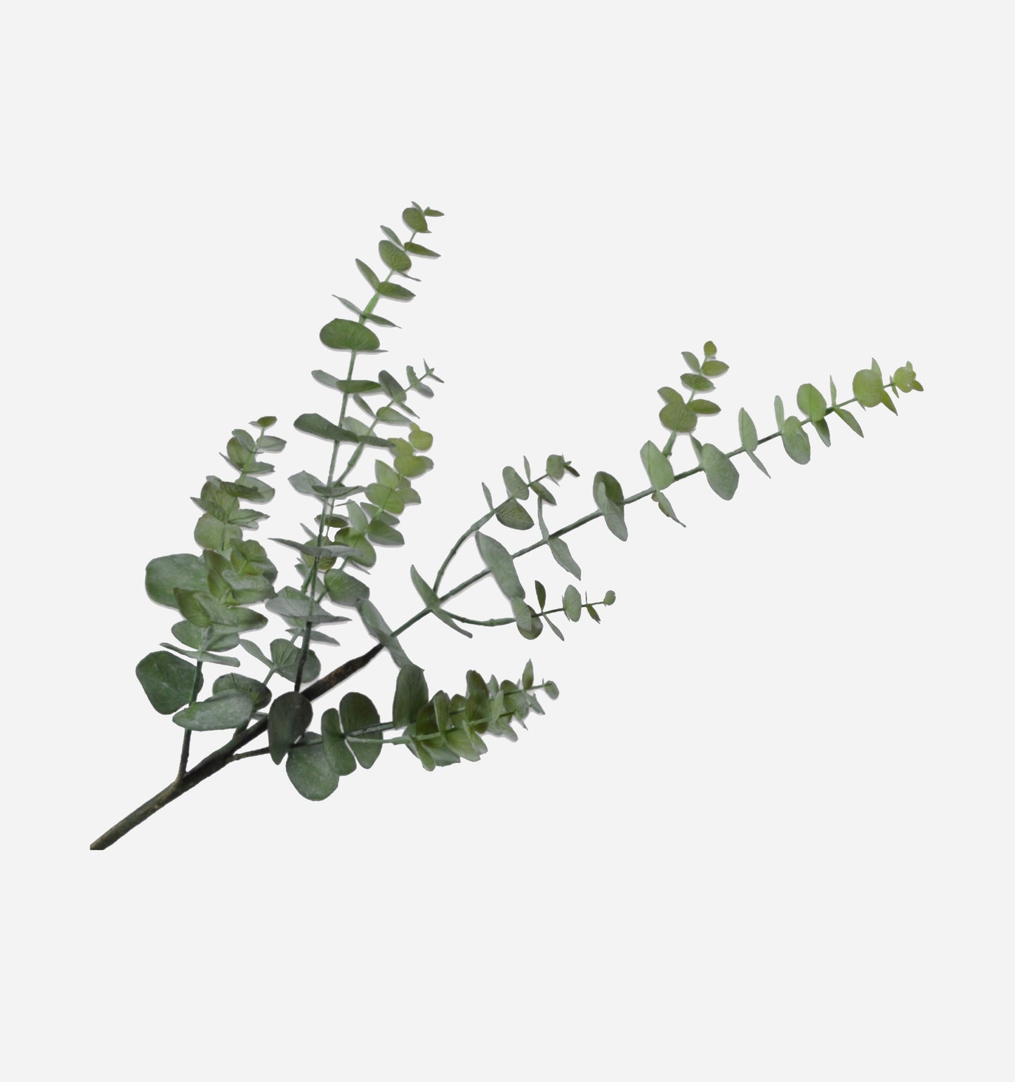 Eucalyptus Spray