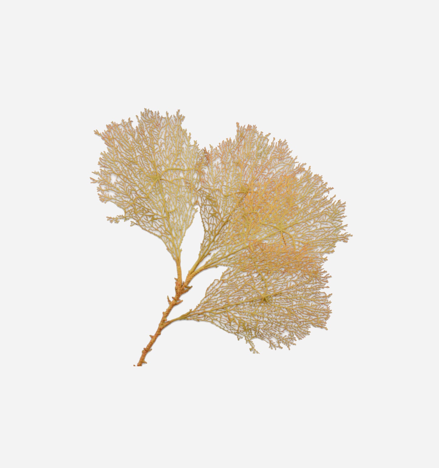 Coral Spray