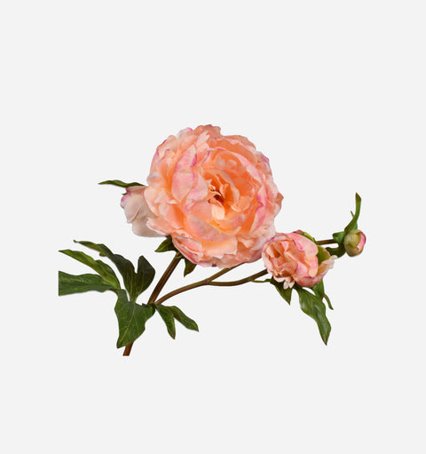 Peony Stem