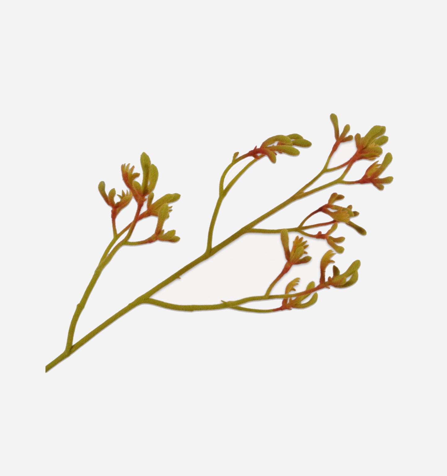 Kangaroo Paws