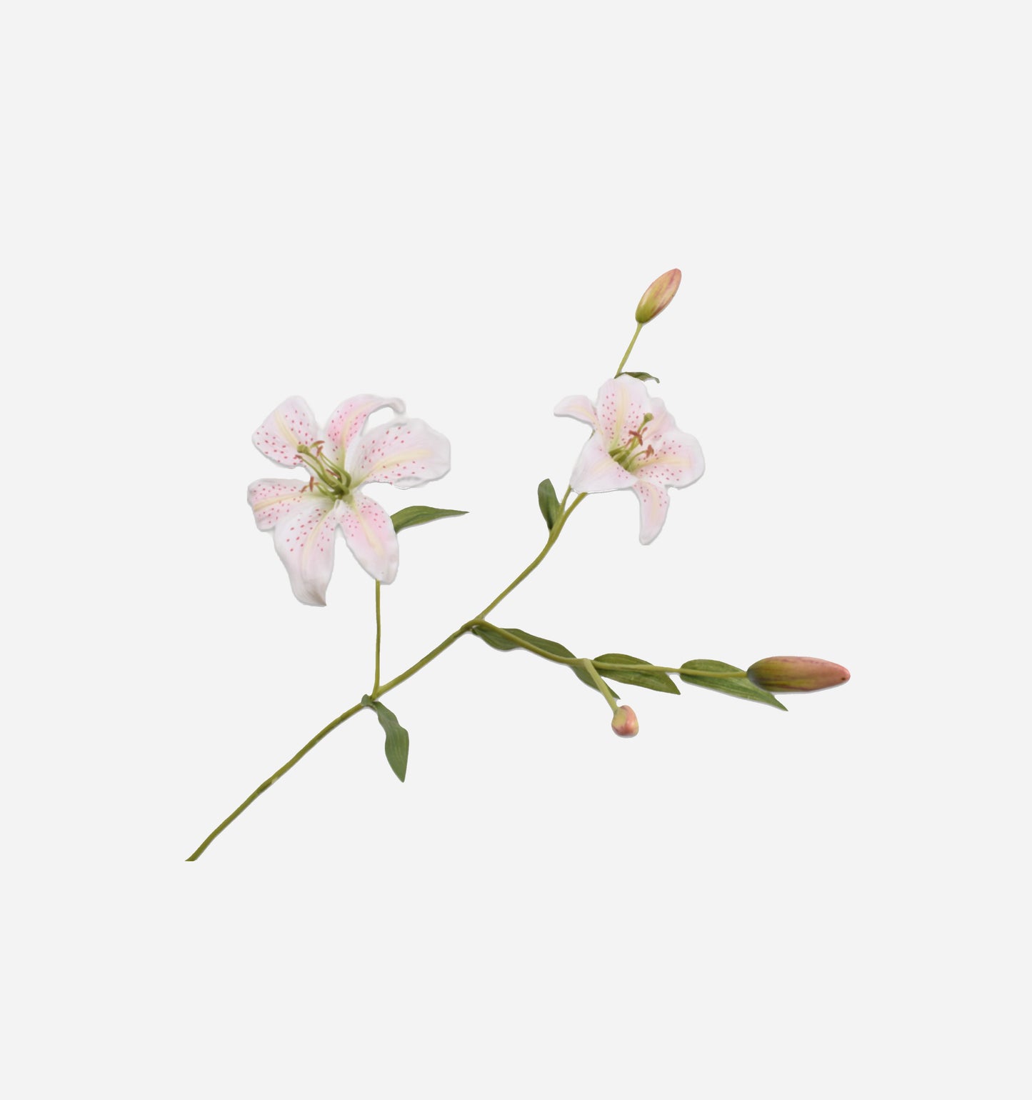 Lilly Spray