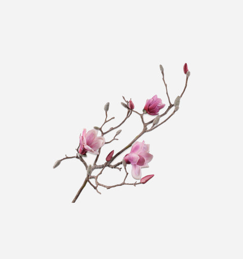 Magnolia Spray