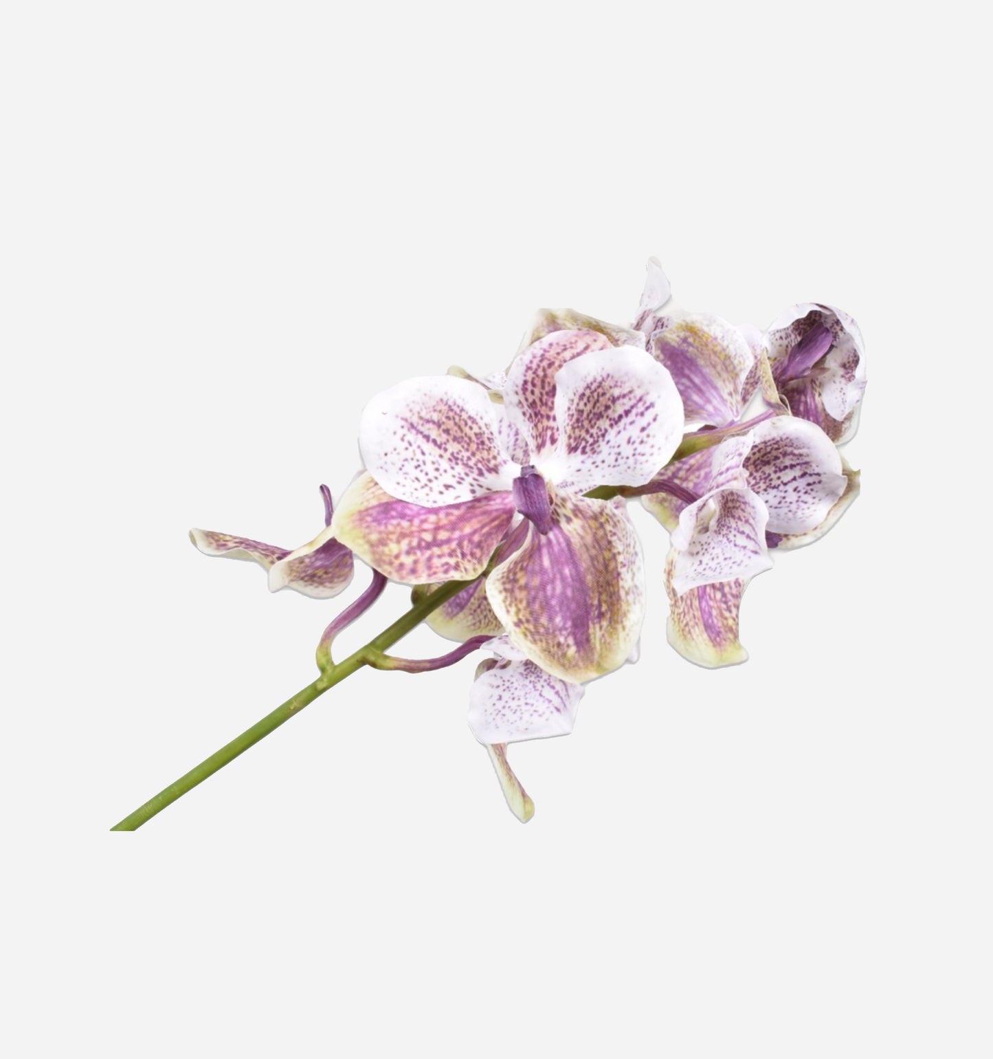 Vanda Stem