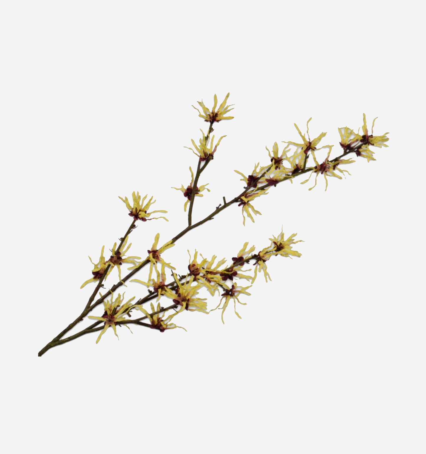 Hazel Spray