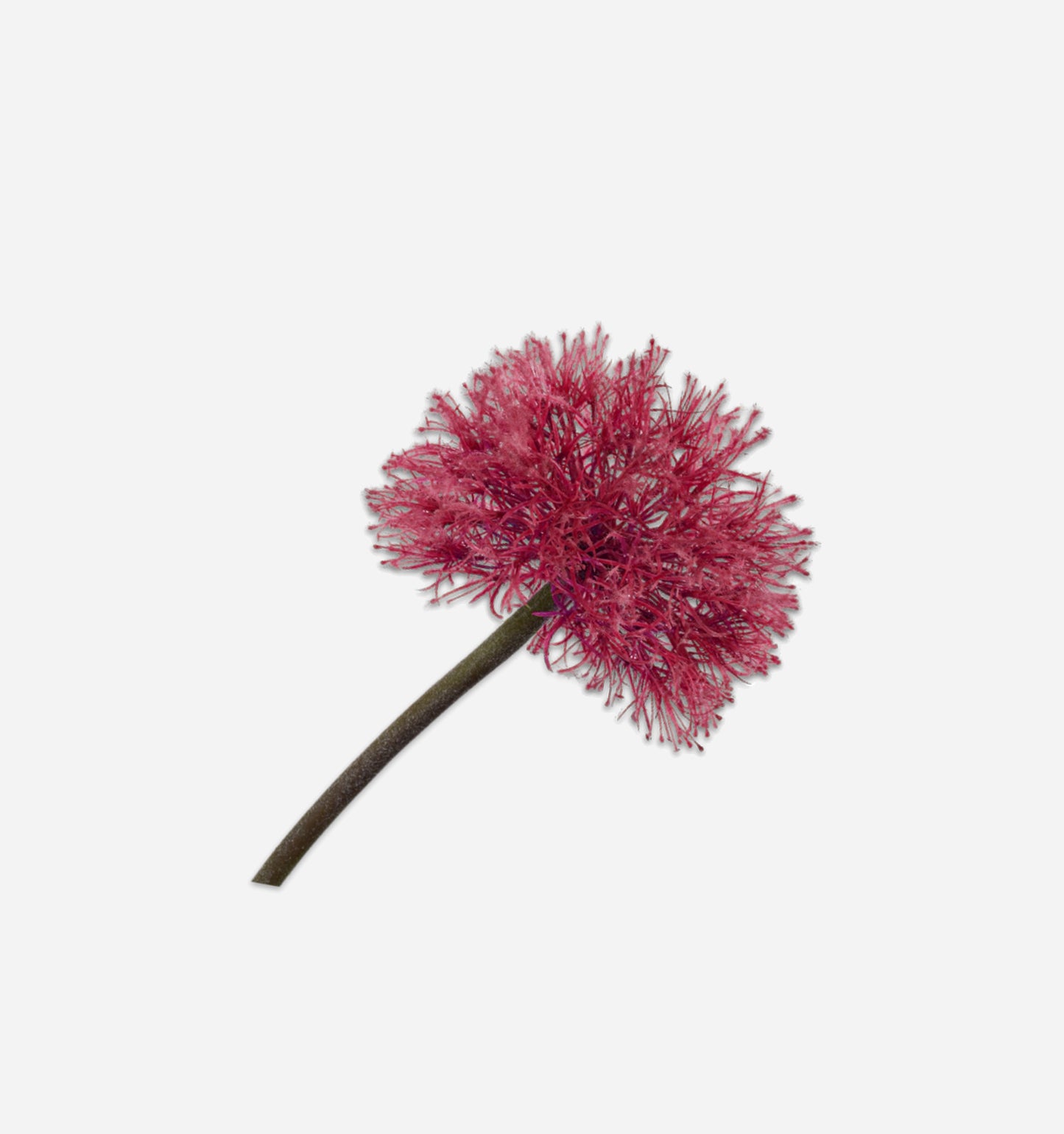 Allium Stem