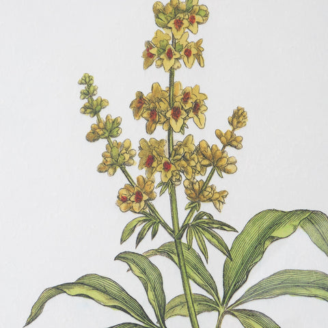 Uttermost Wildflower Study Rectangle Print with Matte Gray Frame Wall Art - Set of 4