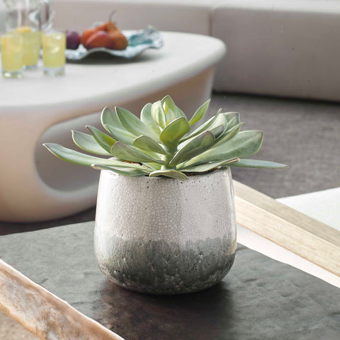 Uttermost Dudleya Centerpiece for Contemporary Decorating