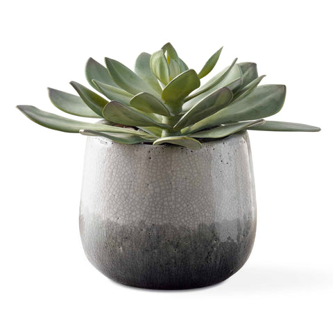 Uttermost Dudleya Centerpiece for Contemporary Decorating