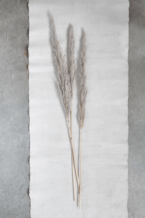 Dried Natural Pampas Grass Bunch