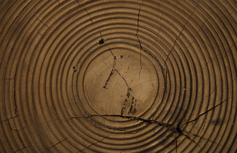 Phillips Collection Organic Space Saving Curved Drum Center Table