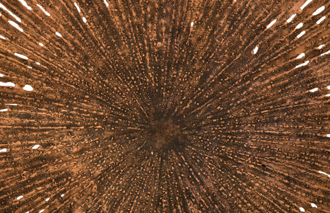 Lotus Wall Art Handcrafted Organic Wall Sculpture