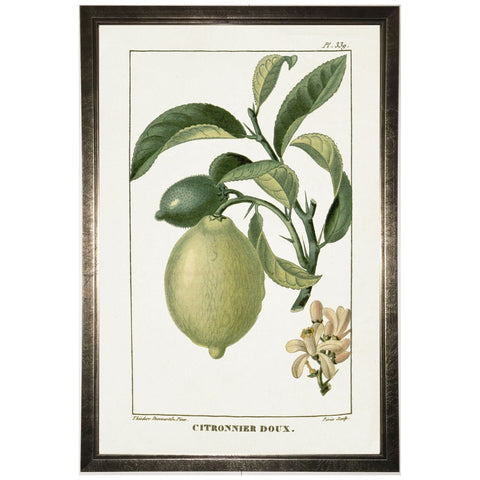 Lime Plant in Silver Frame