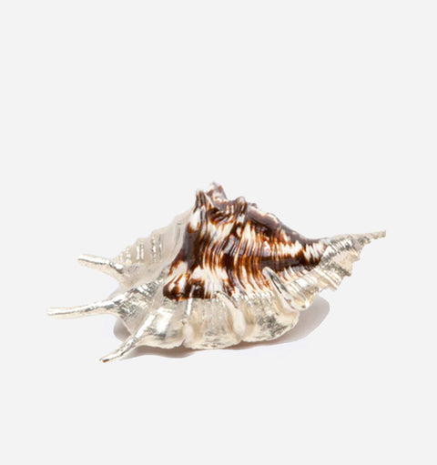 Decorating Essentials Coastal Spotted Seashell Decorative Shell