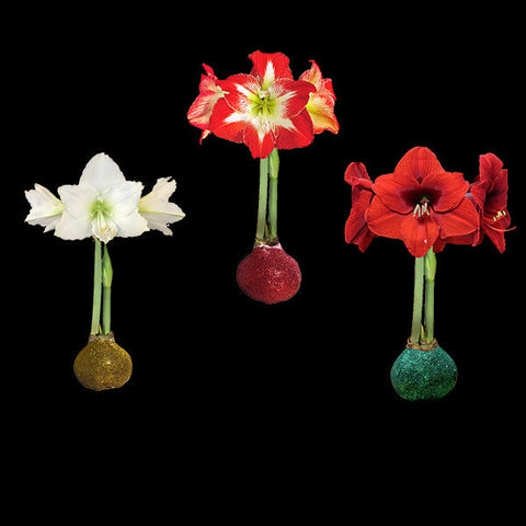 Accent Light Bulb Lighting Accessories